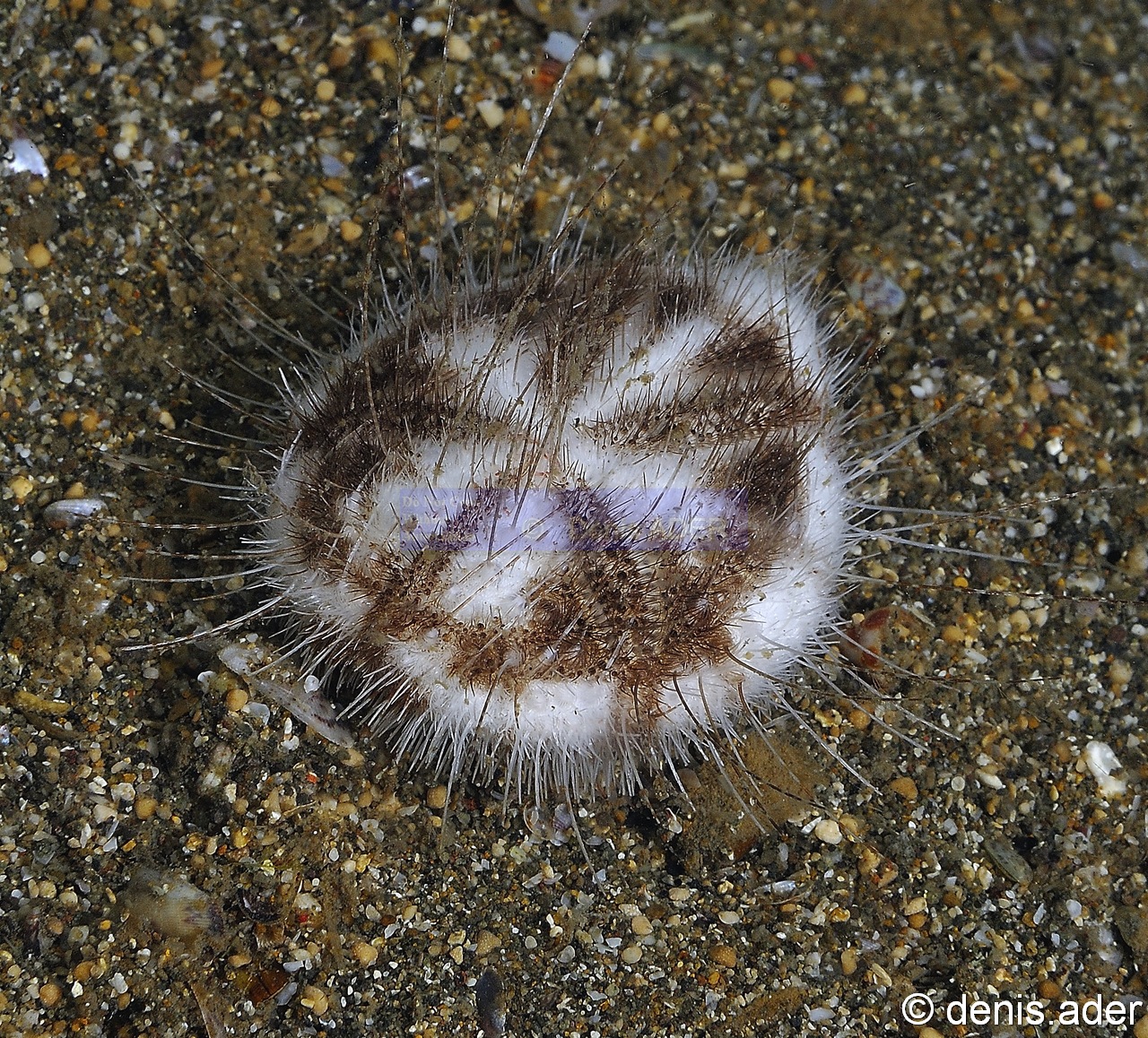 Metalia sternalis Ousin irregulier blanc et noir de sable-Komodo BetheHem-3m-20160802-Denis-ADER-DSC_9100_tn.jpg